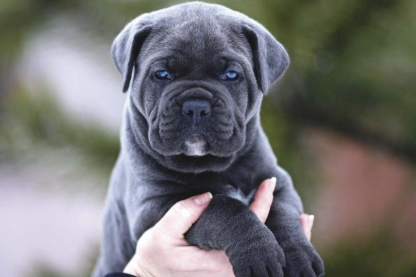 American scientists have found the age at which puppies are the most affection American scientists have found the age at which puppies are the most affection