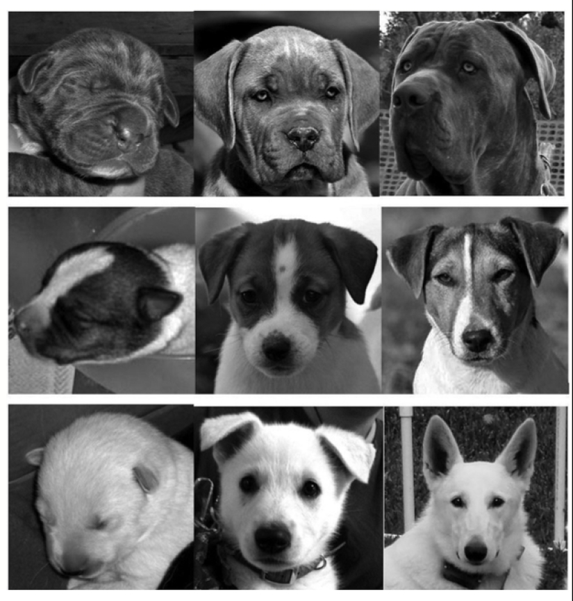 American scientists have found the age at which puppies are the most affection American scientists have found the age at which puppies are the most affection
