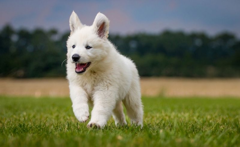 American scientists have found the age at which puppies are the most affection American scientists have found the age at which puppies are the most affection