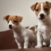 American scientists have found the age at which puppies are the most affection American scientists have found the age at which puppies are the most affection
