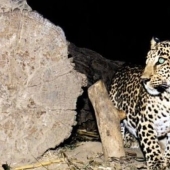 An incredible story of friendship between a cow and a leopard, for which there is no explanation An incredible story of friendship between a cow and a leopard, for which there is no explanation