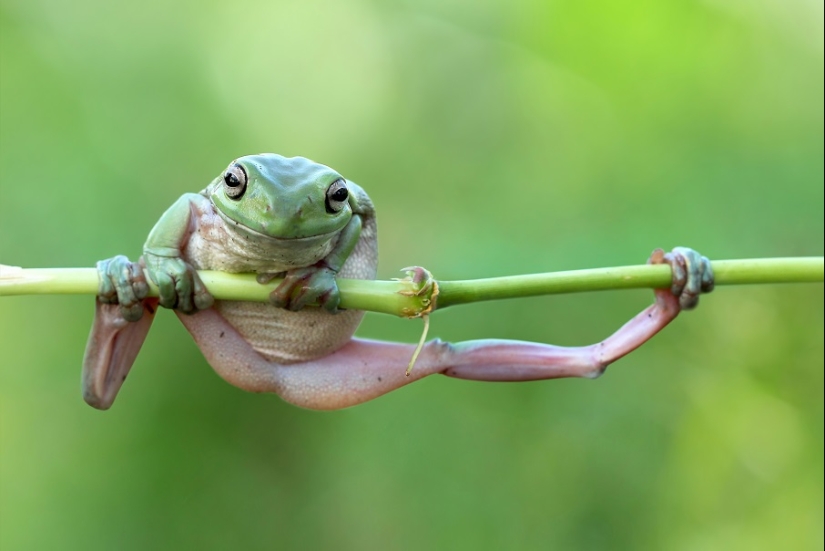 And who gets the 25 funniest frogs?
