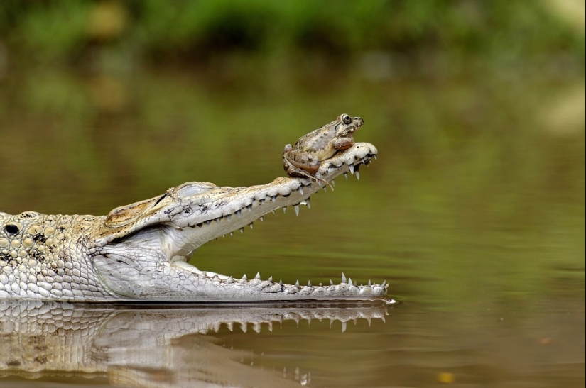 And who gets the 25 funniest frogs?