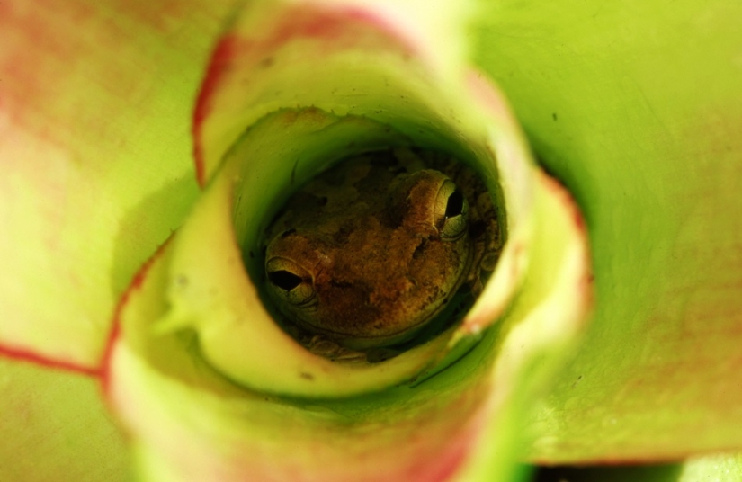 And who gets the 25 funniest frogs?