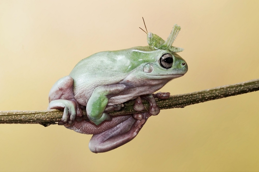 And who gets the 25 funniest frogs?