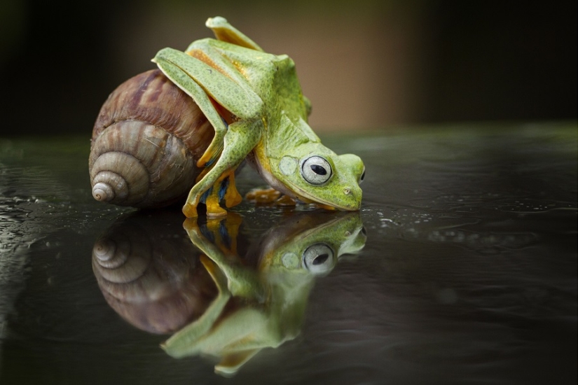And who gets the 25 funniest frogs?