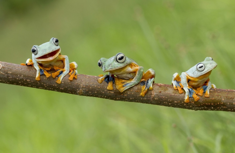 And who gets the 25 funniest frogs?