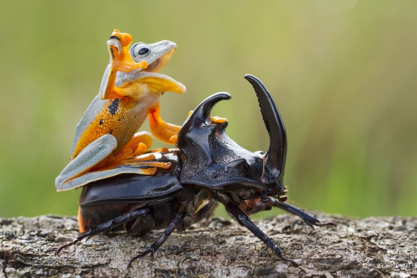 And who gets the 25 funniest frogs?