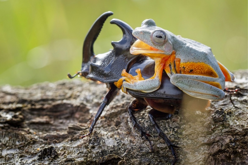 And who gets the 25 funniest frogs?