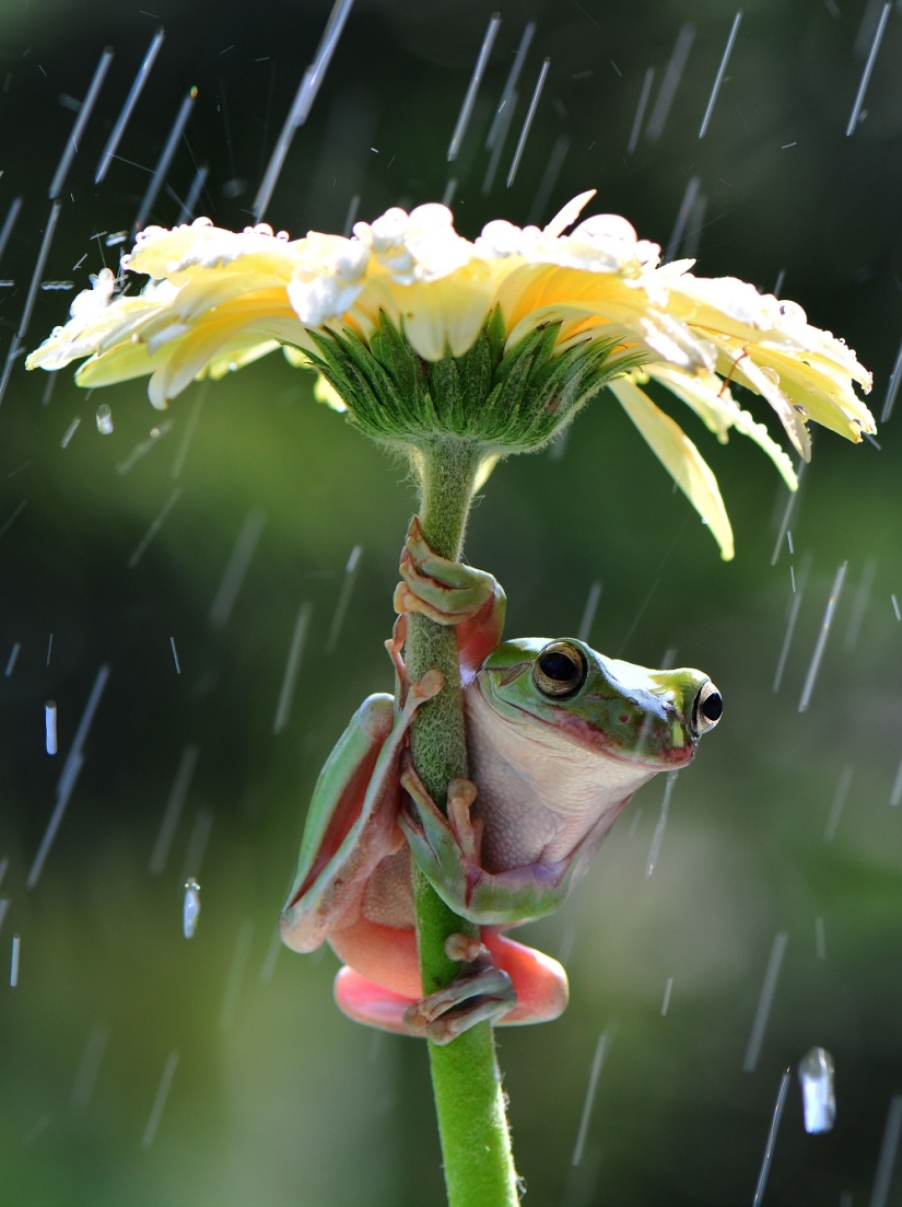 And who gets the 25 funniest frogs?