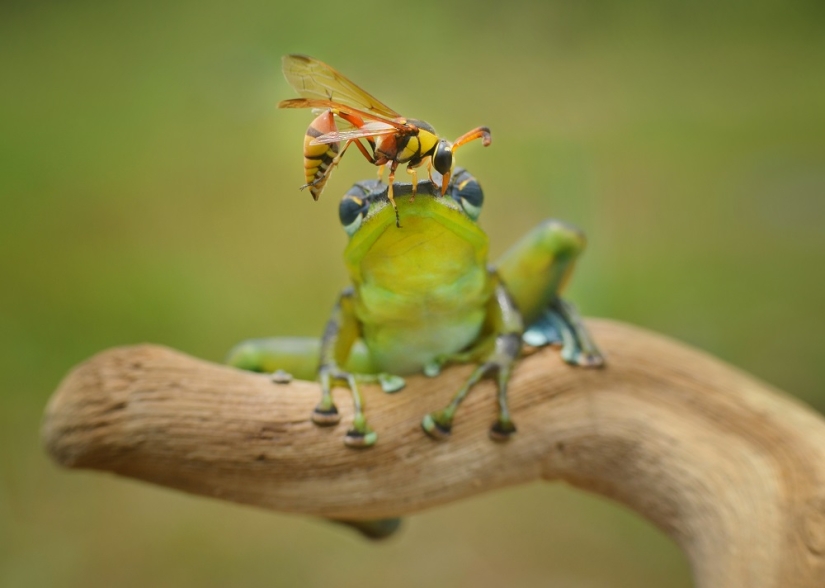 And who gets the 25 funniest frogs?
