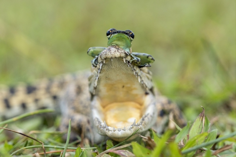 And who gets the 25 funniest frogs?