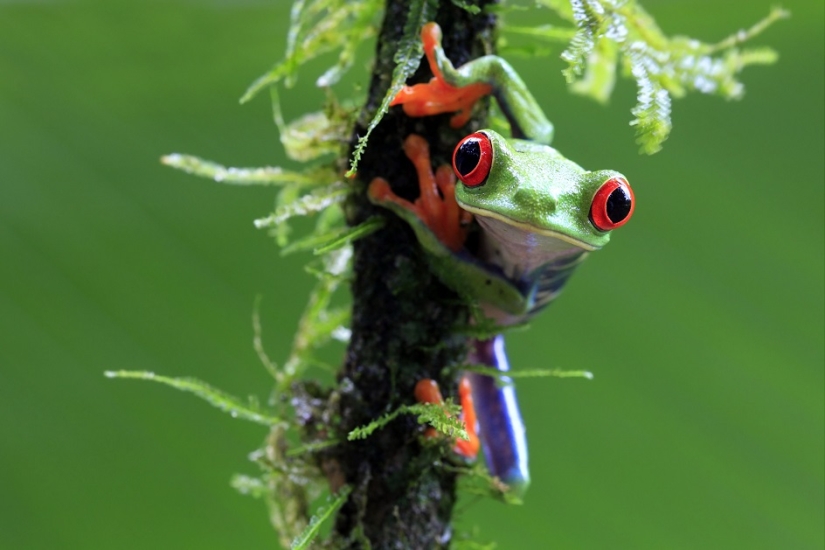 And who gets the 25 funniest frogs?