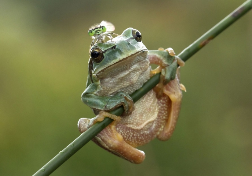 And who gets the 25 funniest frogs?