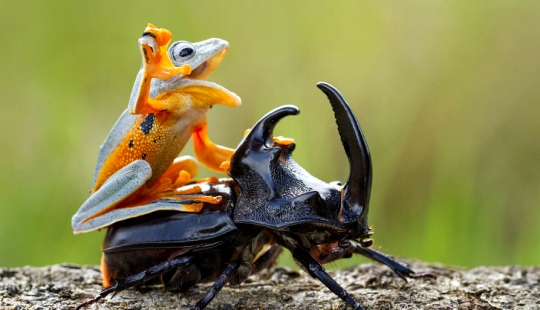 And who gets the 25 funniest frogs? And who gets the 25 funniest frogs?