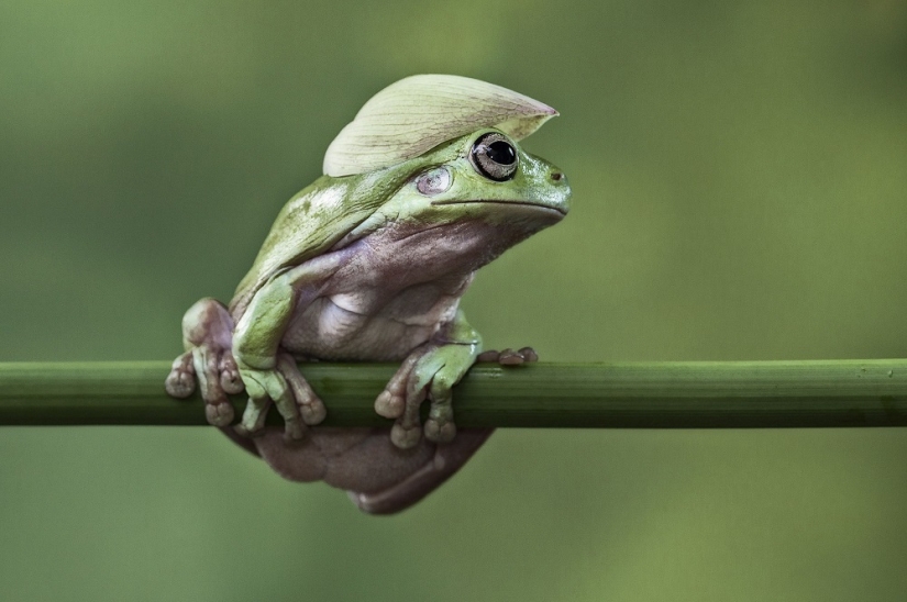 And who gets the 25 funniest frogs?