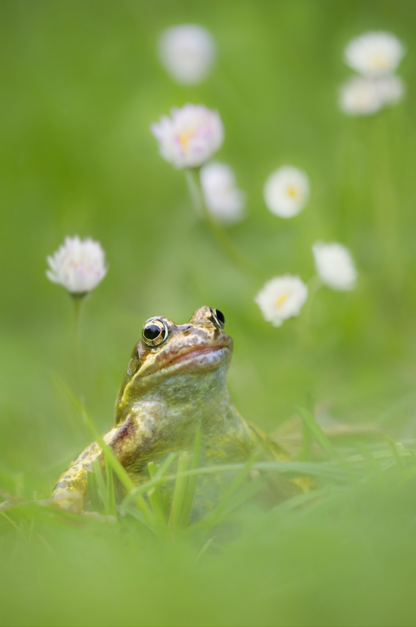 And who gets the 25 funniest frogs?