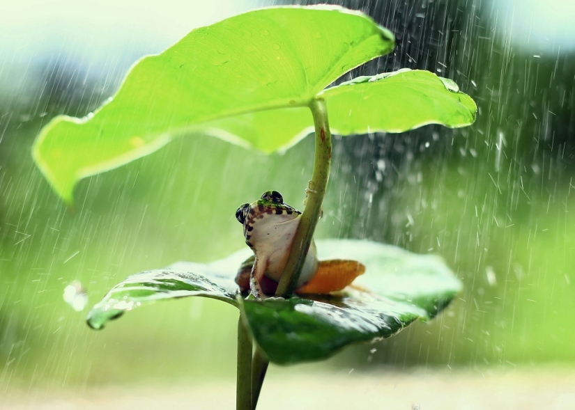 And who gets the 25 funniest frogs?
