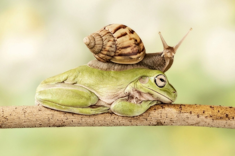 And who gets the 25 funniest frogs?