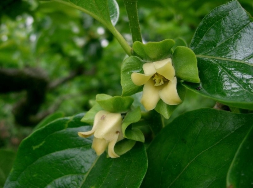 And you didn't know: 10 photos showing how famous products grow