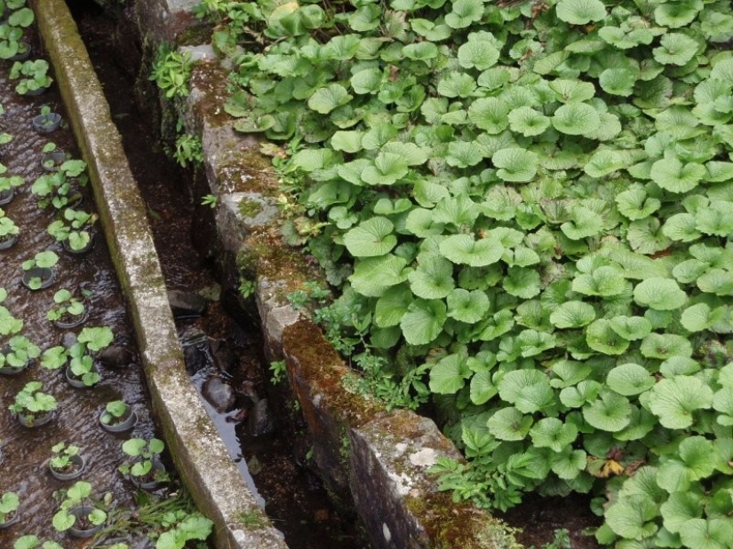 And you didn't know: 10 photos showing how famous products grow