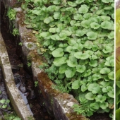 And you didn't know: 10 photos showing how famous products grow And you didn't know: 10 photos showing how famous products grow