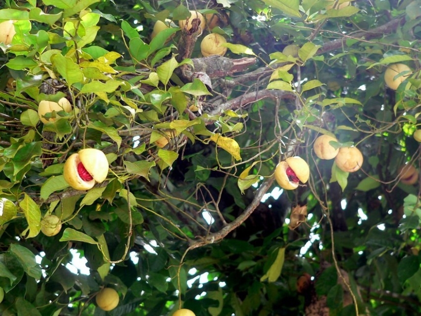 And you didn't know: 10 photos showing how famous products grow