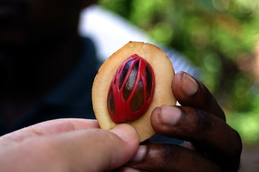 And you didn't know: 10 photos showing how famous products grow