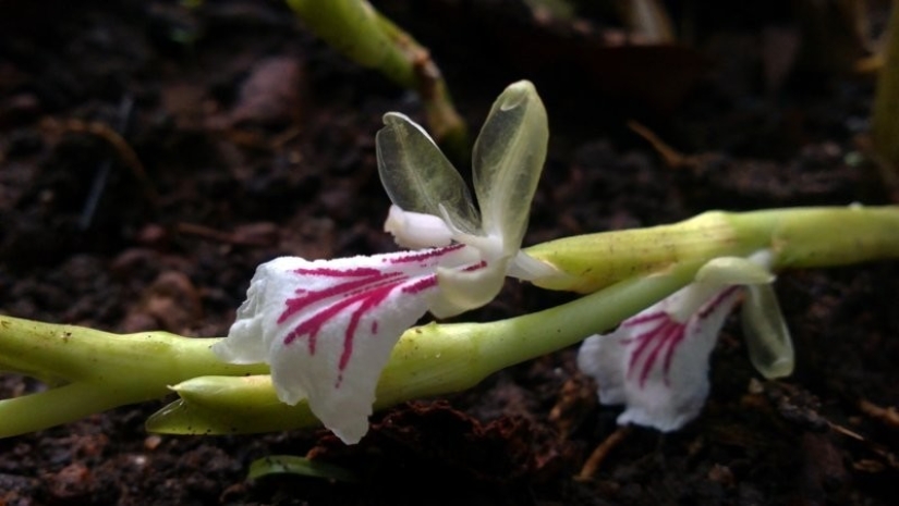 And you didn't know: 10 photos showing how famous products grow