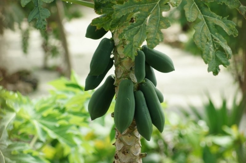 And you didn't know: 10 photos showing how famous products grow