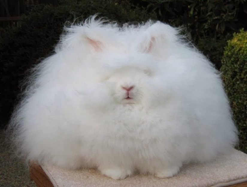 Angora rabbit is the fluffiest rabbit in the world