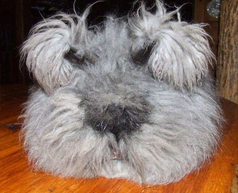Angora rabbit is the fluffiest rabbit in the world