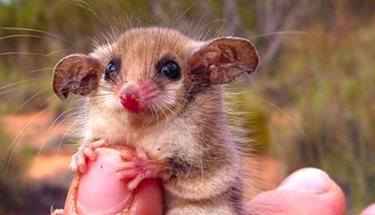 Animales australianos que matan con su dulzura