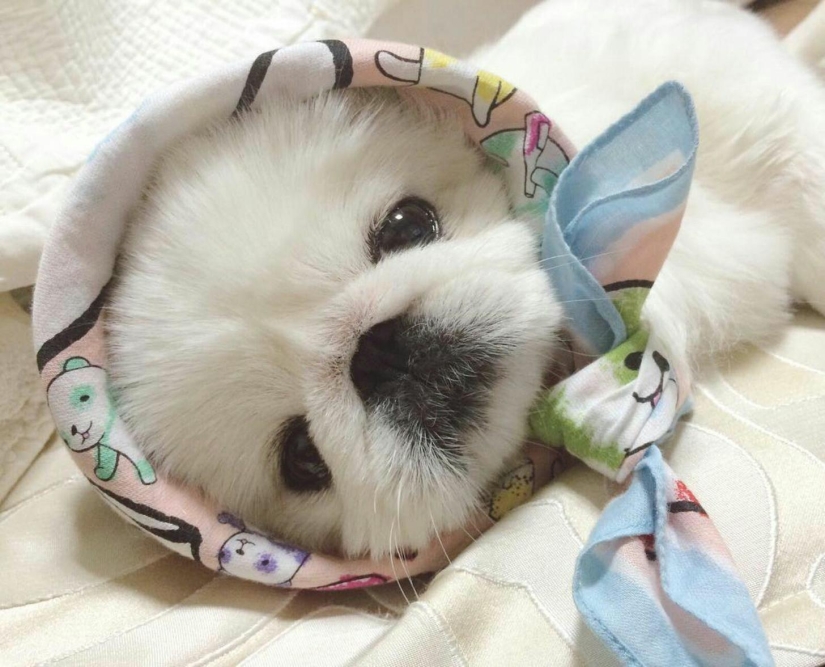 Animales bebés insoportablemente lindos que harán que su día sea mejor