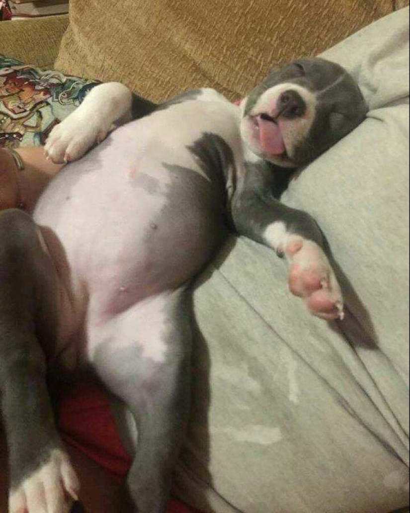 Animales bebés insoportablemente lindos que harán que su día sea mejor