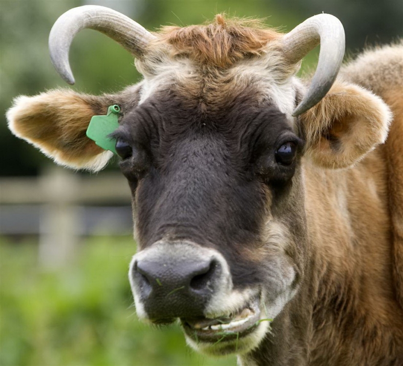 Animales que pueden reír