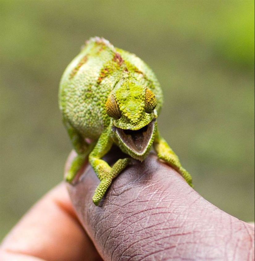 Animales que pueden reír