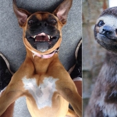 Animales que te enseñarán a tomar selfies Animales que te enseñarán a tomar selfies