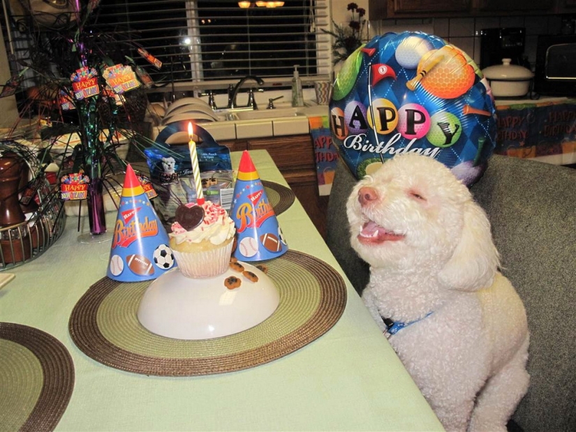 Animals that can laugh