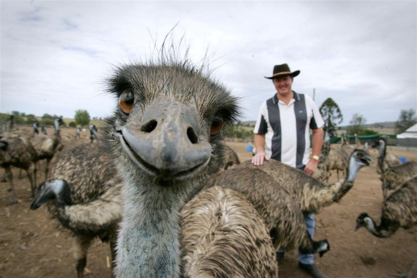 Animals that can laugh