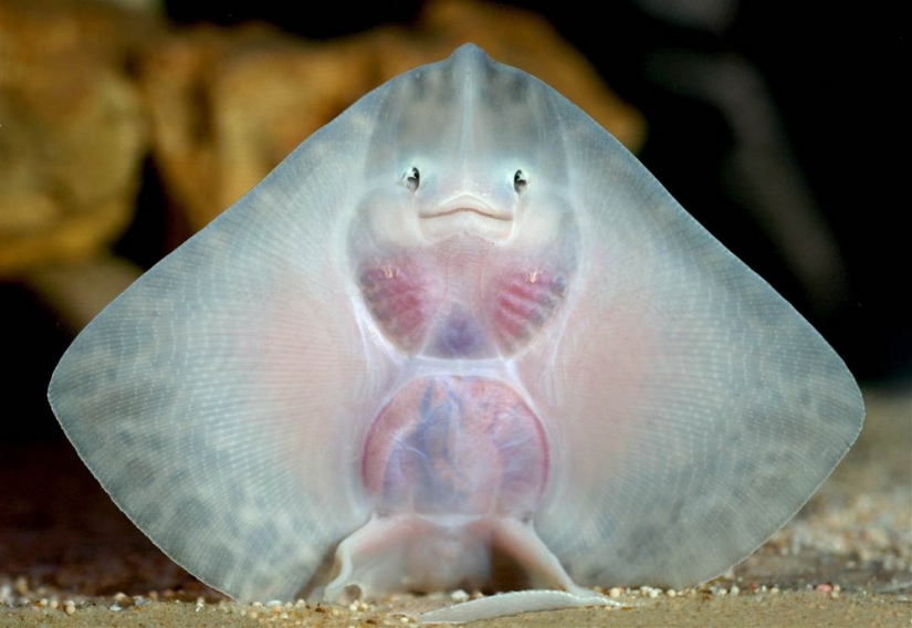 Animals that can laugh