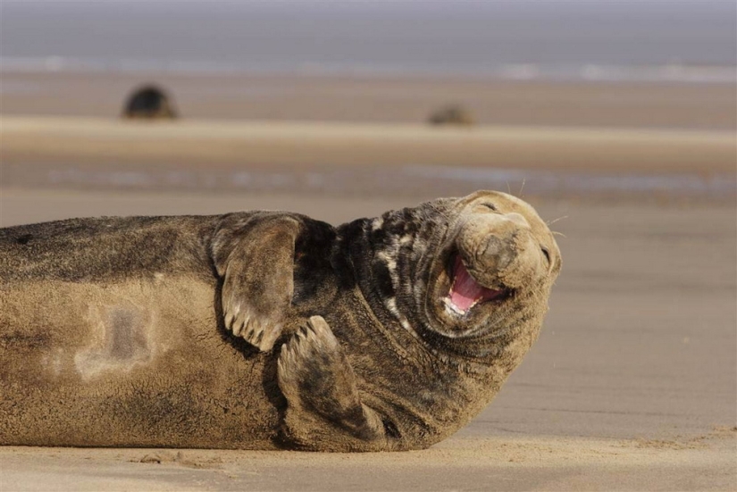 Animals that can laugh
