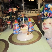 Animals that can laugh Animals that can laugh