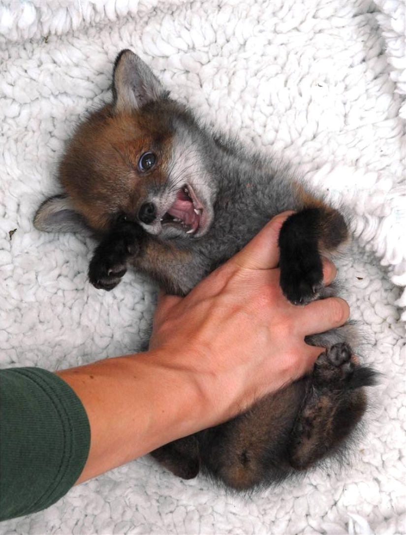 Animals that can laugh