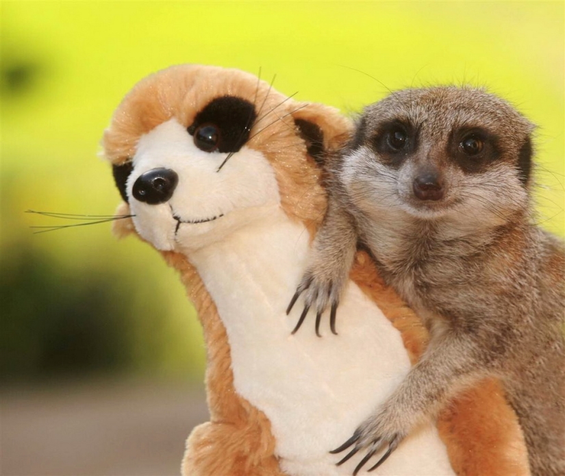 Animals that can laugh