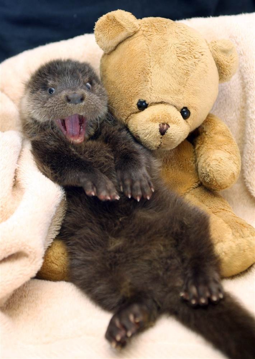 Animals that can laugh