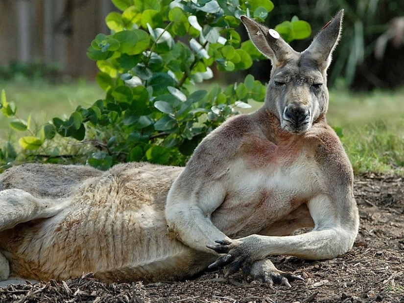 Animals that do not doubt its coolness