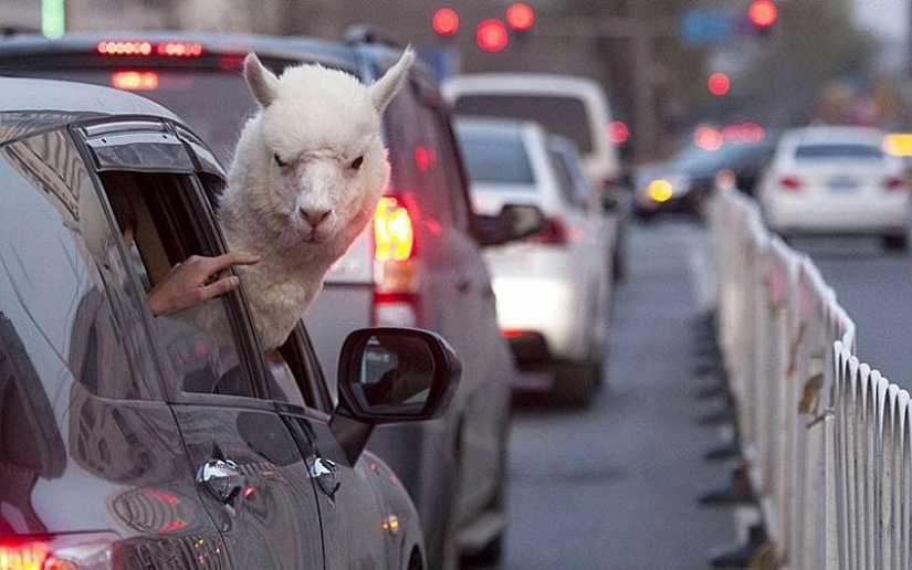Animals that do not doubt its coolness