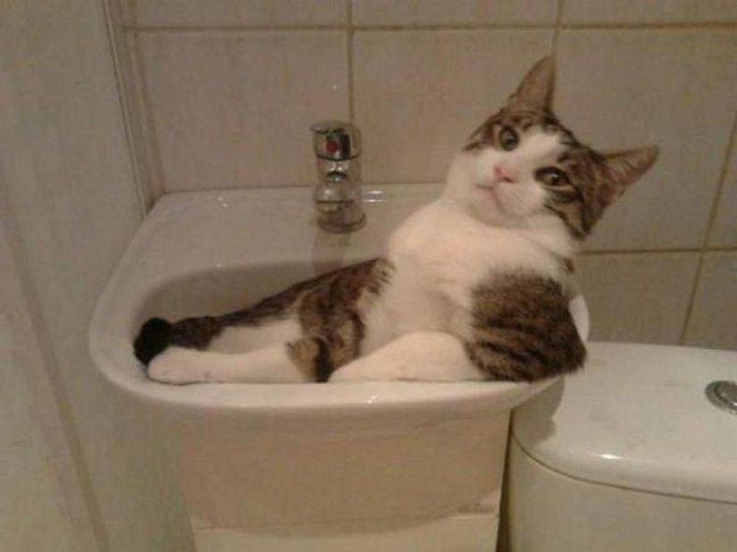 Animals that do not doubt its coolness