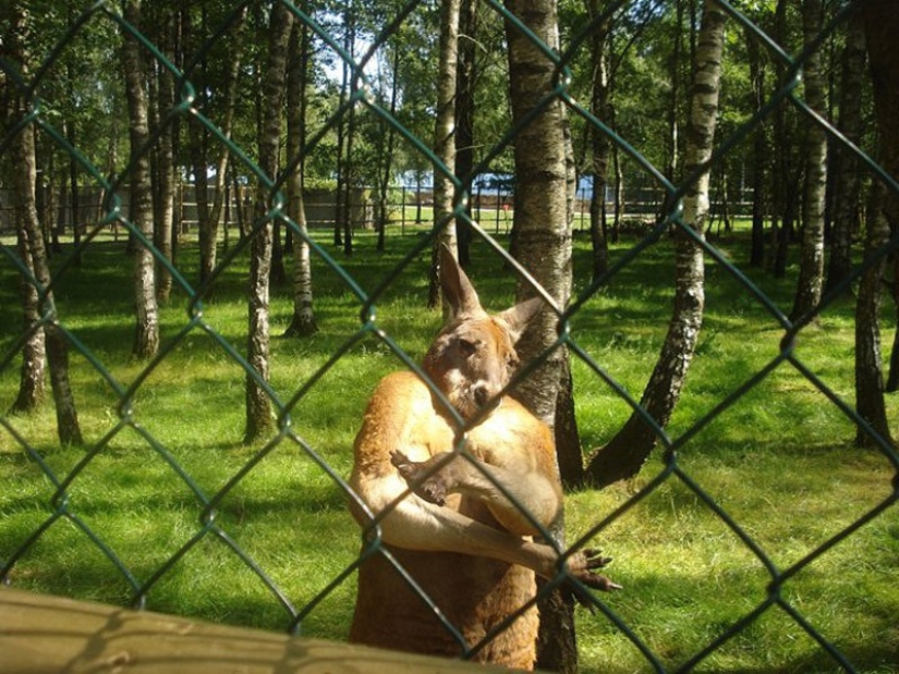 Animals that do not doubt its coolness